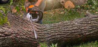 Best Tree Maintenance Programs  in Royal Palm Beach, FL