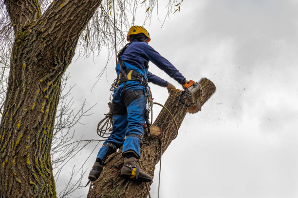 Best Leaf Removal  in Royal Palm Beach, FL